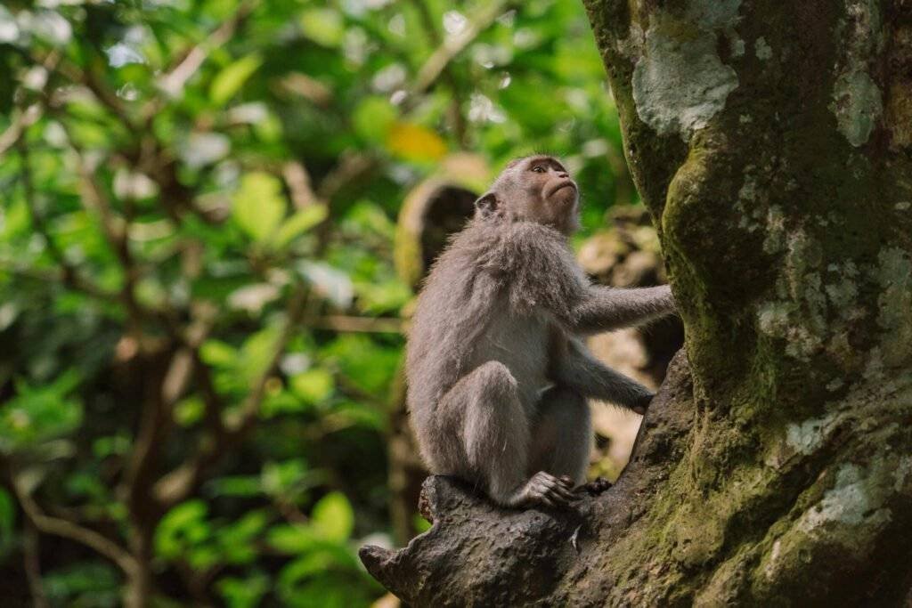 Manu National Park, wild monkey sitting on a tree in lush rainforest