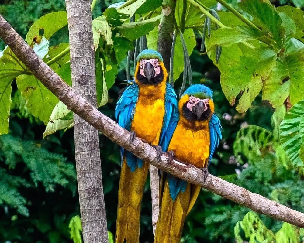 Macaw Clay Lick Tambopata vibrant macaws perched in the Amazon rainforest